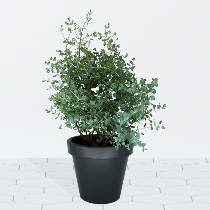 Eucalyptus Bush Pot 70 cm ø 24 Eucalyptus gunnii