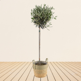 Olive Tree XXL | +/- 155 cm | ø 24 cm | Olea Europaea
