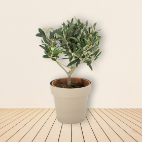 Olive Tree (Bush) + Free Pot | +/- 30-40 cm | ø 15 cm | Olea Europaea
