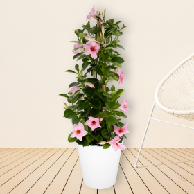 Pink Mandevilla Pyramid + Free Pot | +/- 70-80 cm | ø 17 cm