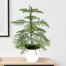 Indoor Fir + Free Pot White | 60-70 cm | ø 17 cm | Araucaria