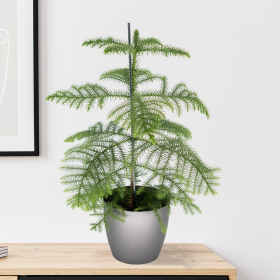 Indoor Fir + Free Pot Anthracite | 60-70 cm | ø 17 cm | Araucaria