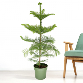 Indoor Fir | 100-110 cm | ø 21 cm | Araucaria