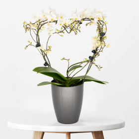 White Orchid Arch in Heart Shape + Free Pot | +/- 40 cm | ø 12 cm | Phalaenopsis