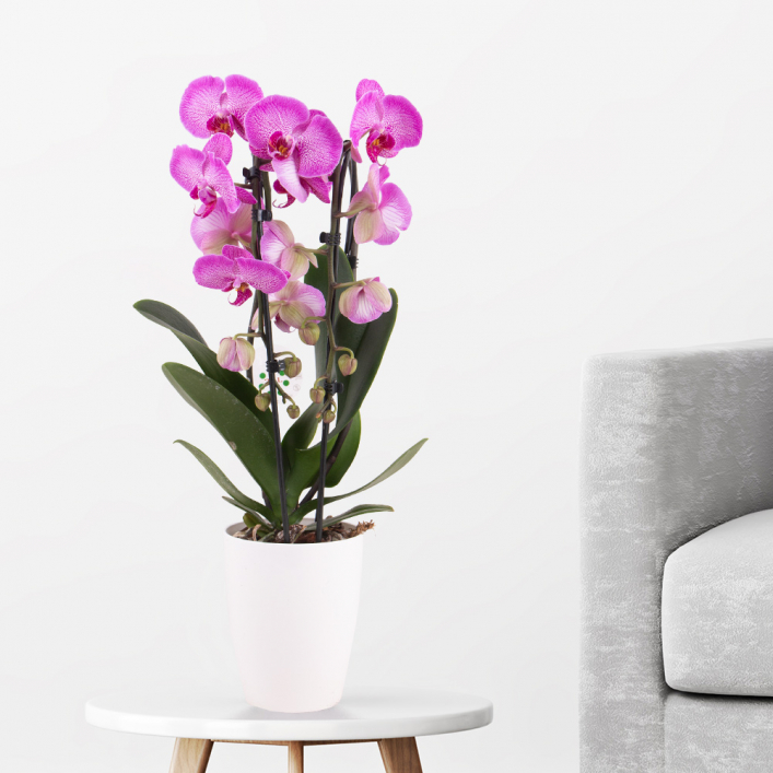 Patterned orchid in arch + pot | +/- 50 cm | ø