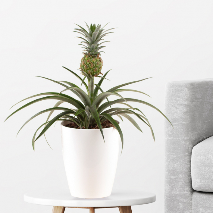 Pineapple plant free pot | +/- 30-40 cm | Corona