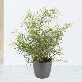 Eucalyptus bush + free pot | +/- 50 cm | ø 16 cm