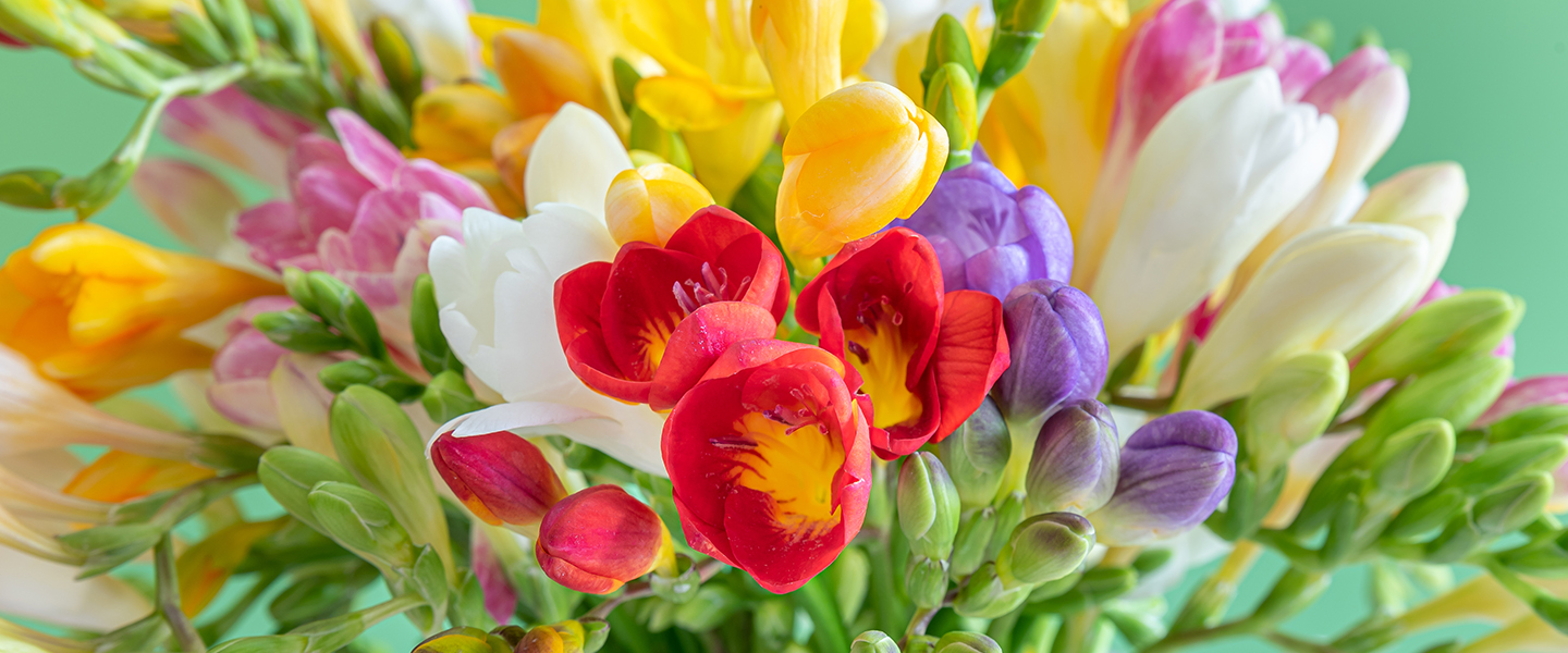 Flower delivery Breda