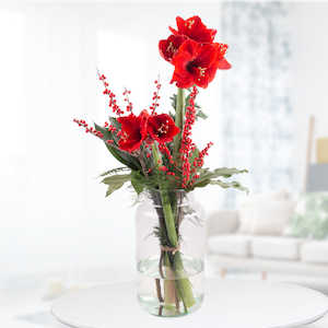 Buy the cut flowers amaryllis