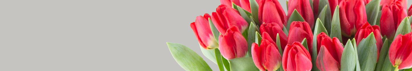 Red Tulips