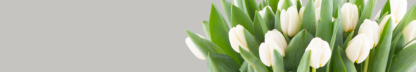 White Tulips