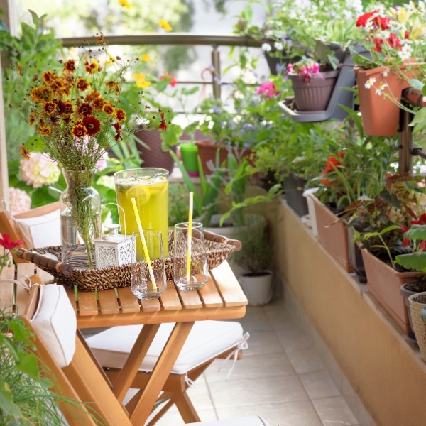 buy balcony plants online